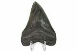 Fossil Megalodon Tooth - Georgia #144304-2